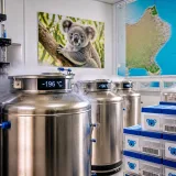 Australie: une banque génétique de gamètes pour koalas face à l’érosion de la diversité