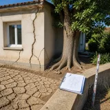 Sécheresse, racines et assurance : quand l'arbre du voisin coûte des dizaines de milliers d'euros