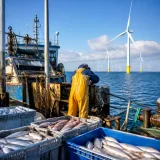 12 millions d’euros issus de la taxe sur l’éolien en mer mobilisés pour la filière pêche