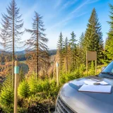 La hausse de la mortalité des arbres fragilise les promesses de neutralité carbone des entreprises
