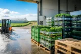 La France importe massivement ses herbes aromatiques : filières en panne malgré une demande en hausse