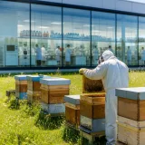 Une PME auvergnate réduit la mortalité des abeilles en dessous de 5 % grâce à un protocole biotechnologique