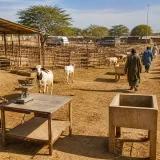 Hausse des prix de la viande au Sénégal : transhumance et crise malienne coupent l'approvisionnement