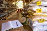 Hausse du coût des aliments et poulet moins cher que le coût de production : l'élevage en difficulté