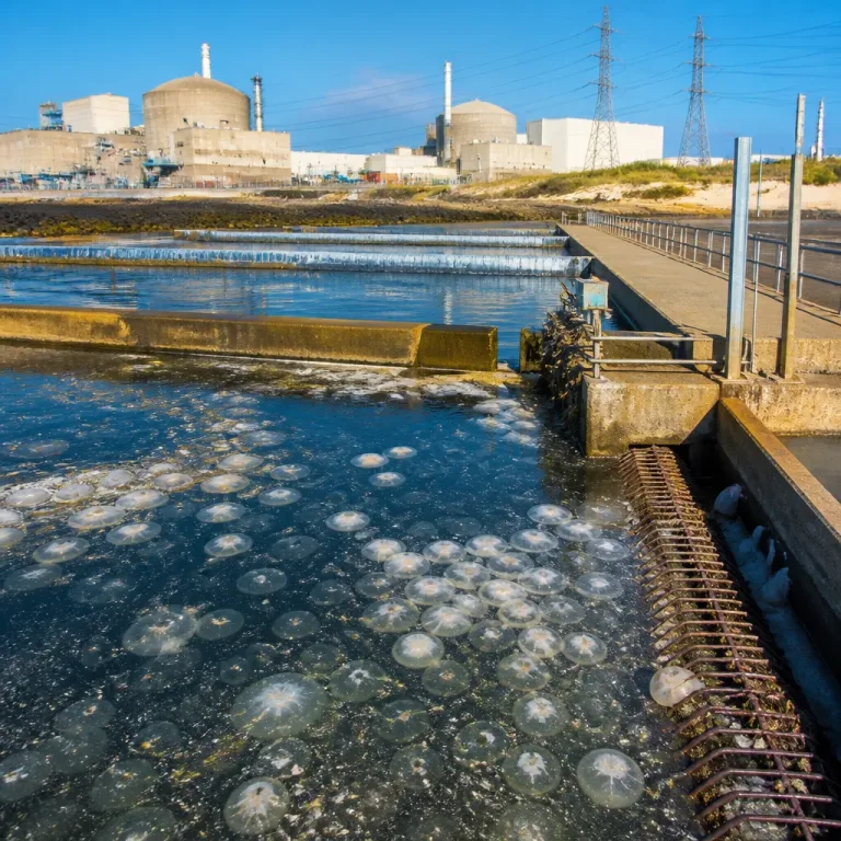 20,4% du parc nucléaire d’EDF indisponible : la canicule et les méduses perturbent la production